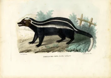 Gestreiftes Stinktier, 1863-79